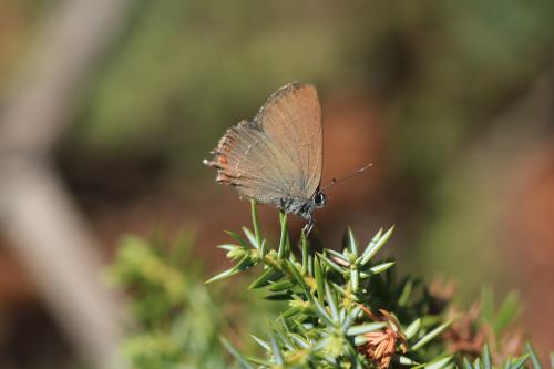 Satyrium esculi